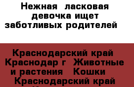 Нежная, ласковая девочка ищет заботливых родителей.  - Краснодарский край, Краснодар г. Животные и растения » Кошки   . Краснодарский край,Краснодар г.